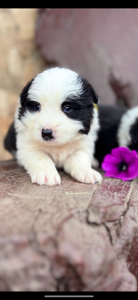 Border collie suczka z rodowodem
