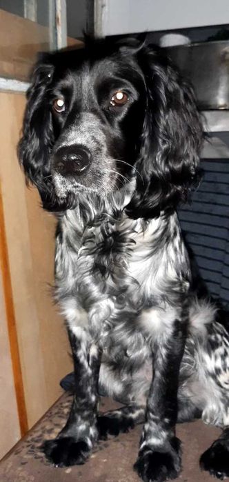 Спаніель РОС кобель з документами. В'язка