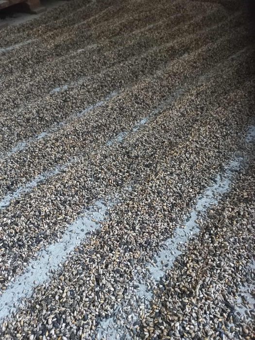 Słonecznik na poplon do ptaków