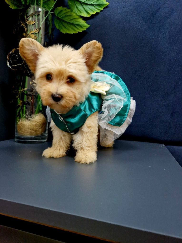Pudel toy west highland white terrier szczeniaczki  Westiepoo