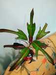 Кротон  Ексетер- Codiaeum Exeter (syn. President of Selva)
