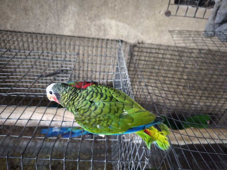 Papagaio Amazonas cubanos leucocephala para acabar de criar a mão