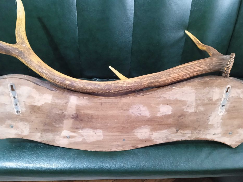 Вешалка роги оленя .