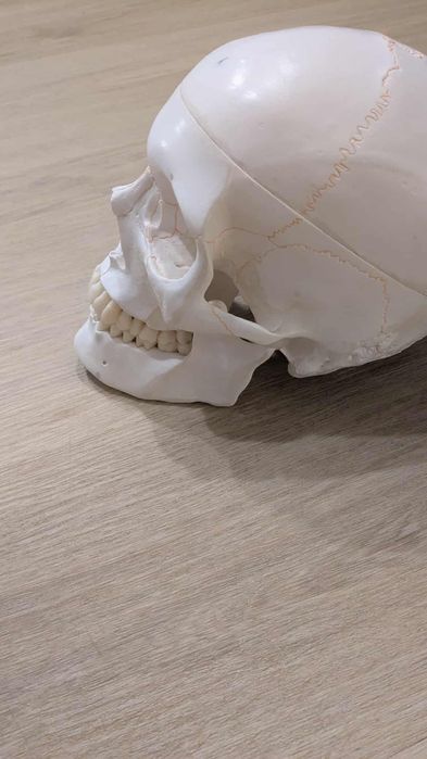 Czaszka anatomiczna do nauki
