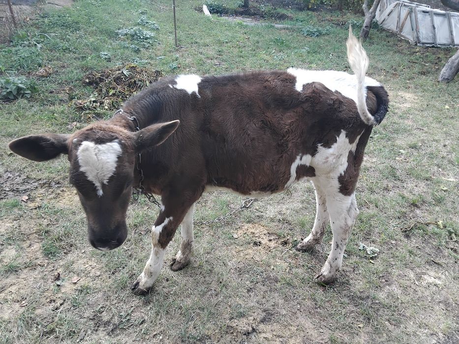 Продам пяти месячную тёлочку на корову