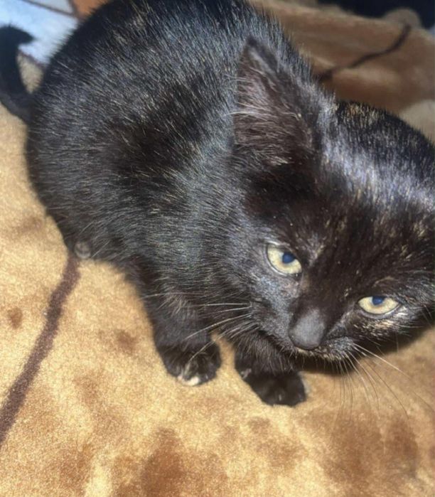 Szylkretka szuka domu