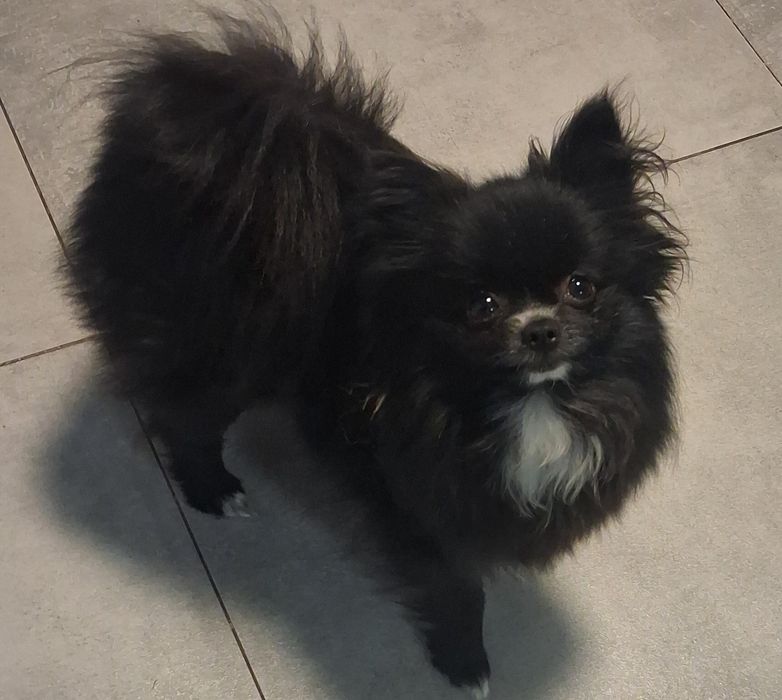 Szpic miniaturowy pomeranian sunia