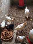 Lindos pintos leghorn