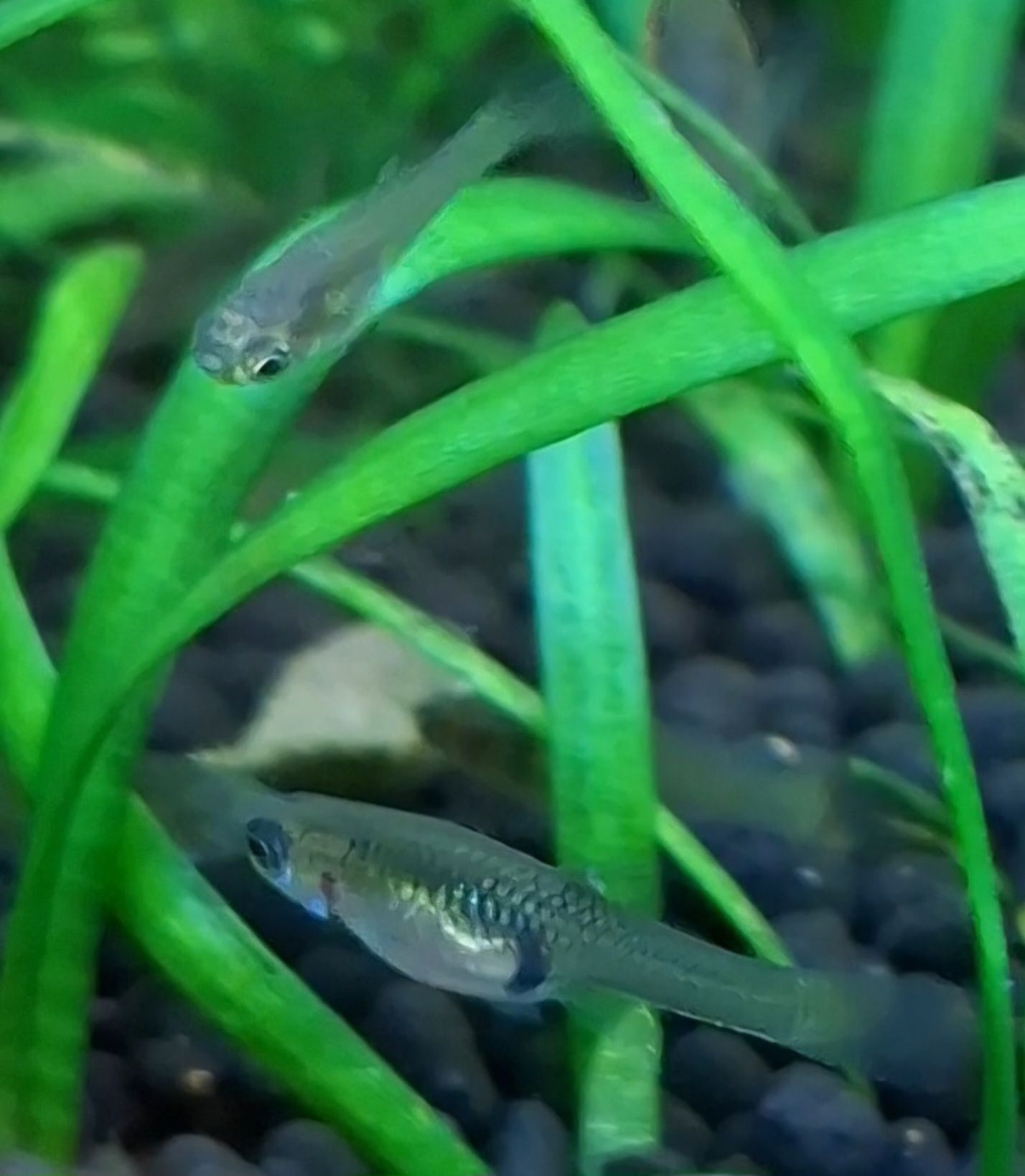 Guppy Endler fêmeas