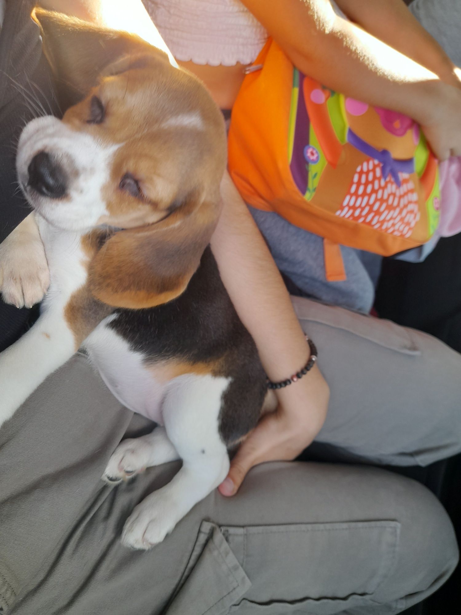 Beagle fêmea pura