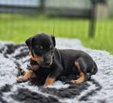 Manchester Terrier  FCI - suczka