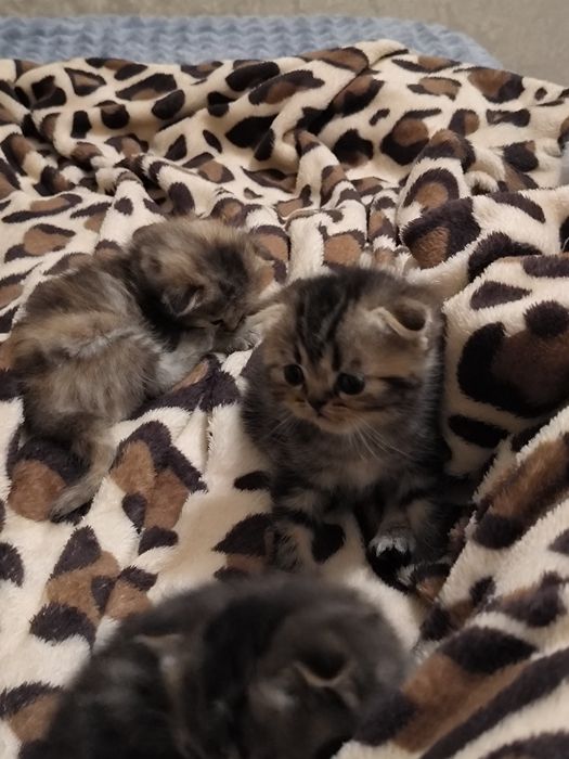 Висловушки готові до бронювання