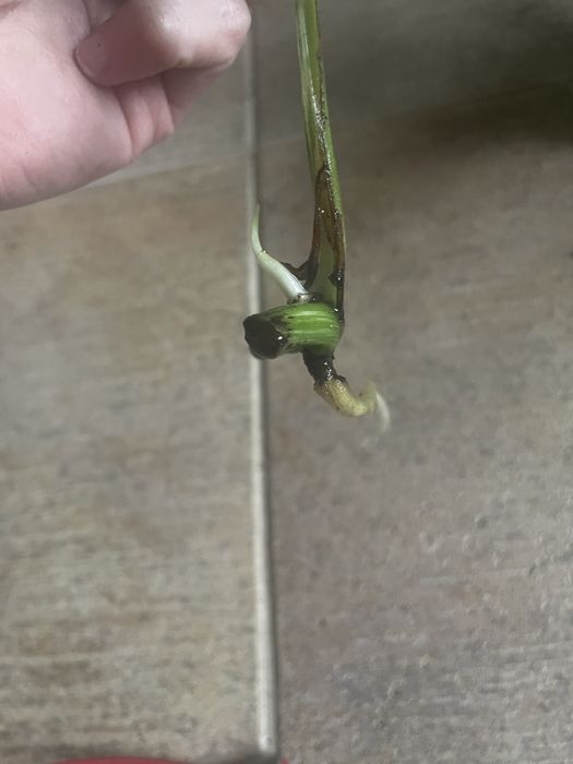 Монстера альба зріз