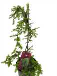 Choina zachodnia PENDULA zimozielona 4L
