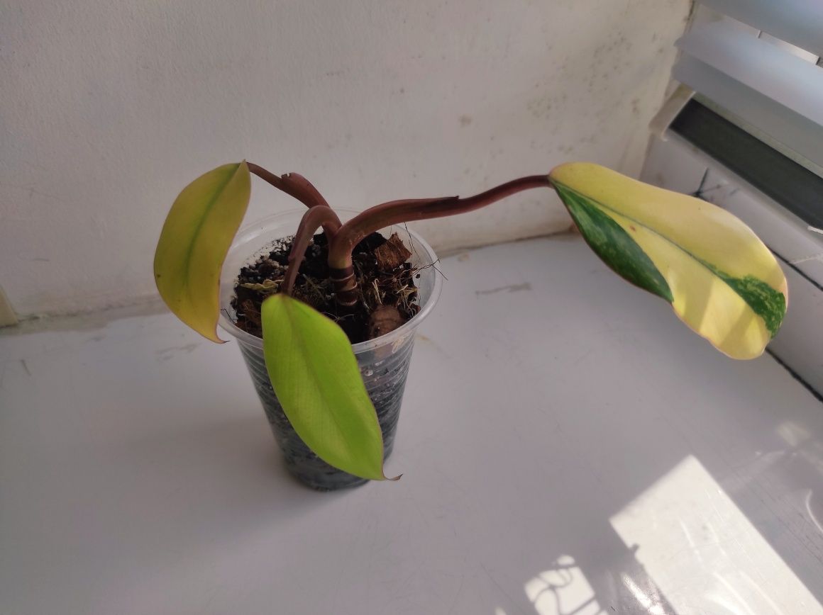 Philodendron Emerald red (Strawberry shake)/Филодендрон Емеральд ред