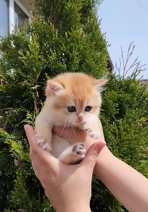 Шотдандська золота шиншила