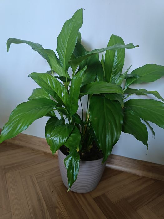 Skrzydłokwiat kwiatek doniczkowy