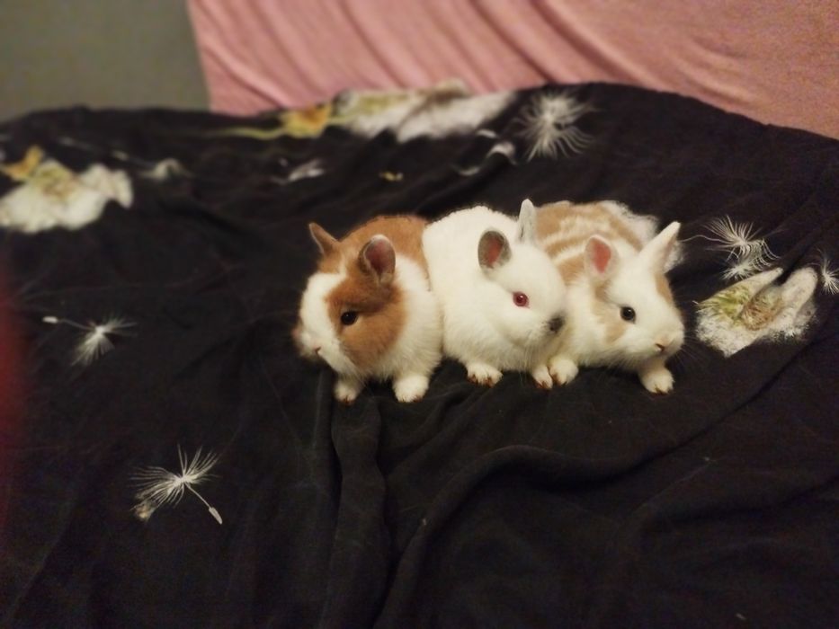 Sprzedam króliki miniaturki