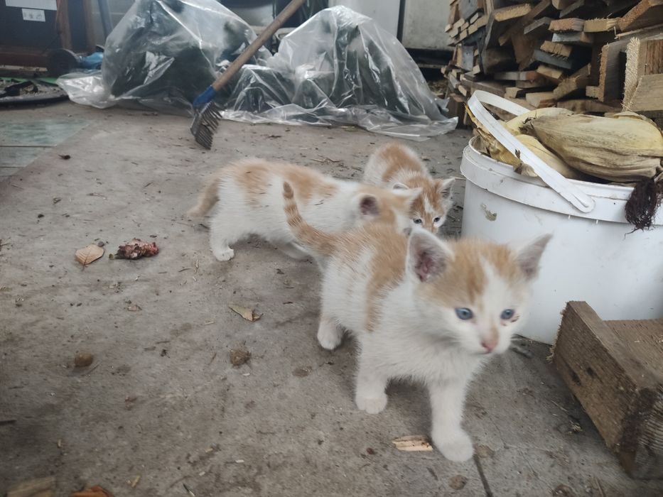 Małe kotki za darmo oddam