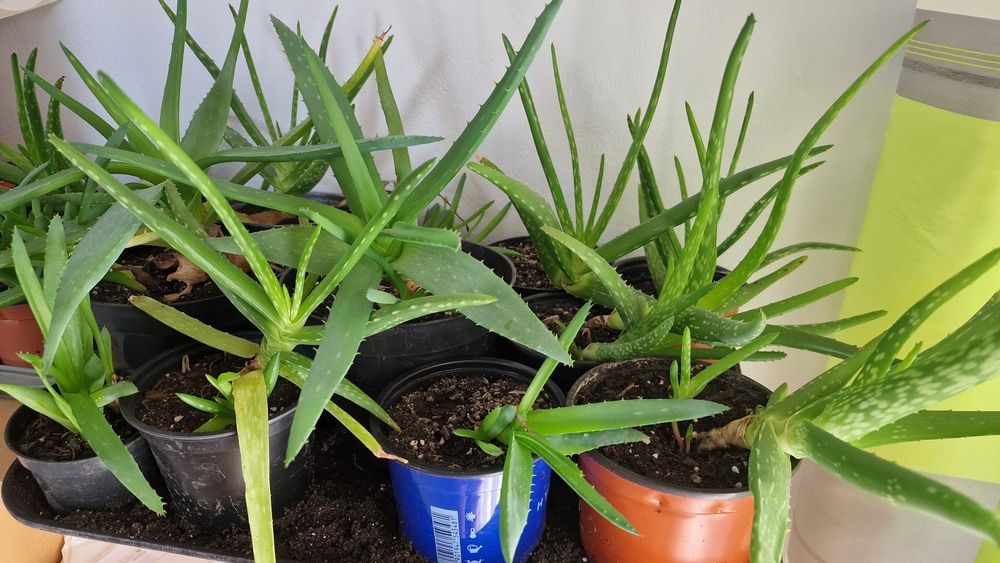 Aloes jednoroczny i dwuletni