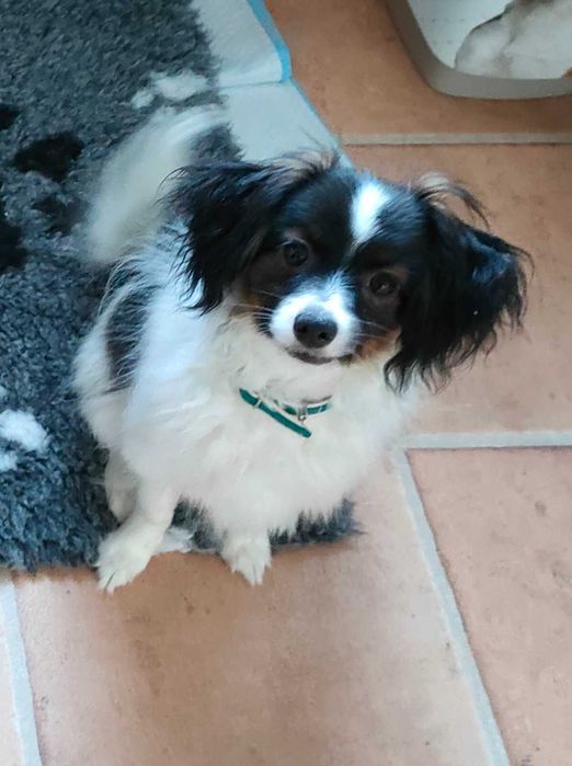 Piesek phalen / papillon ZKwP/FCI