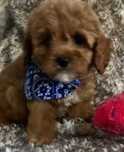 Cavapoo samiec piękny