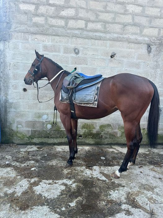 Vendo Égua Puro Sangue Inglês