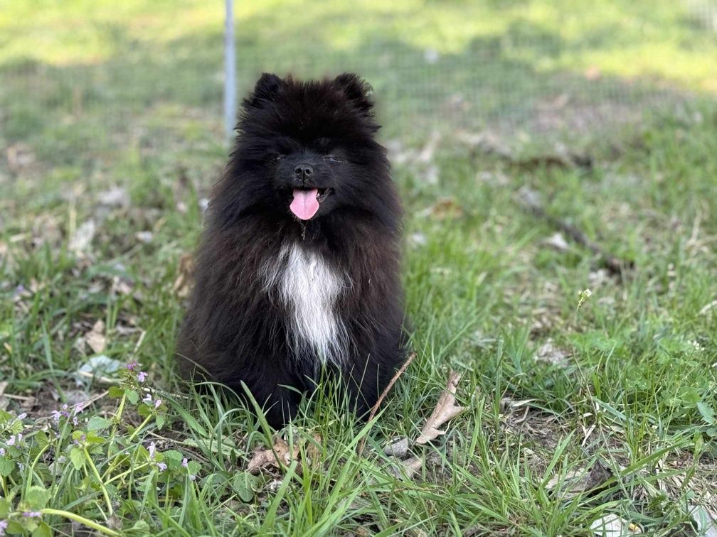 Szpic miniaturowy pomeranian