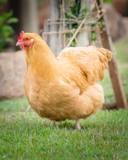 Galinhas de raça (apenas para troca)