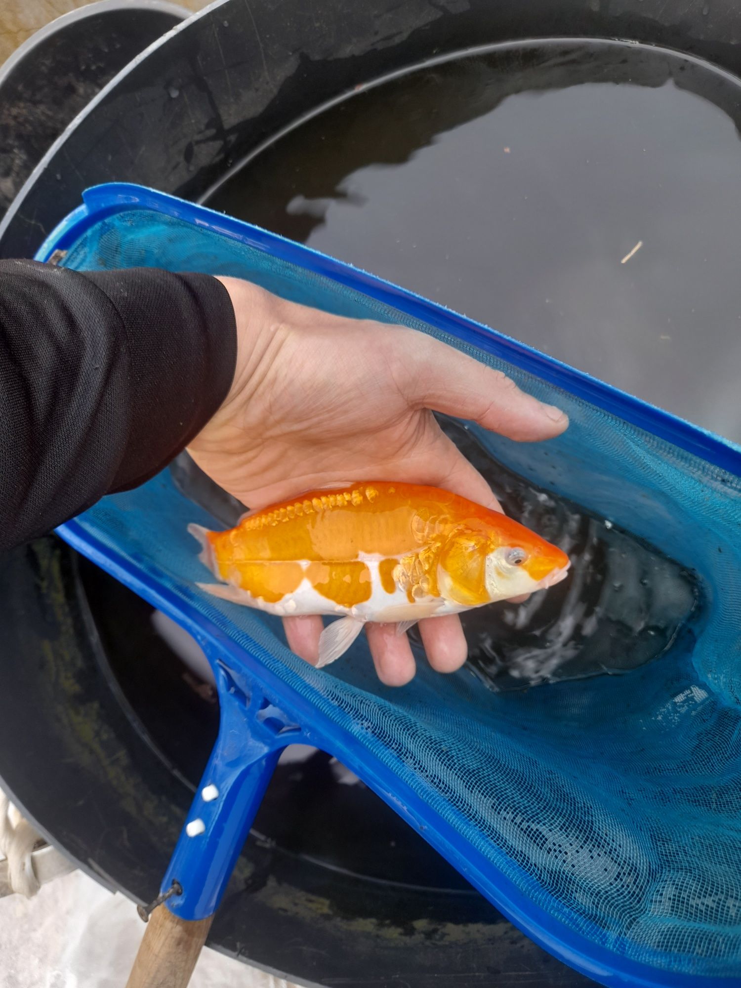 Ryby do oczka wodnego Jesiotr Karp Szczupak Lin Karaś koi,Karp Koi,Sum