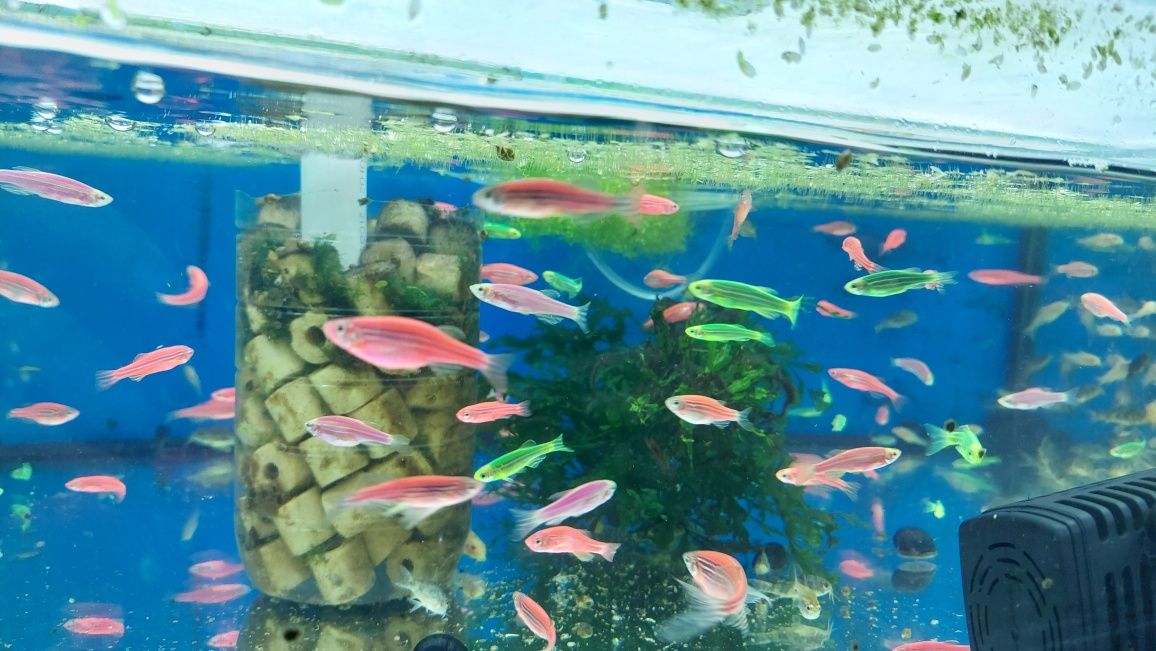 Danio kolor (Danio rerio) różne odmiany barwne WYSYŁKA AKWAWIN