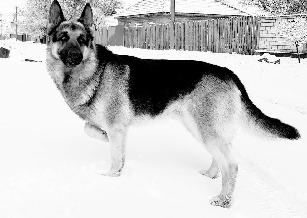 Восточноевропейская овчарка