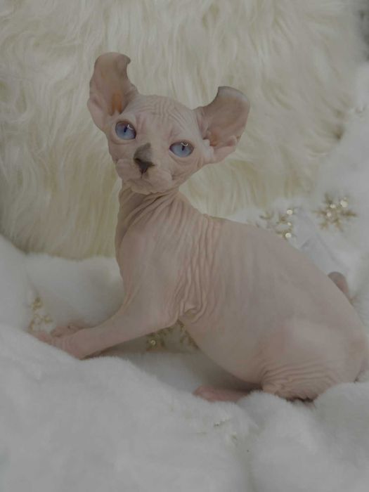 Кіра - Блакитноока дівчинка породи Ельф