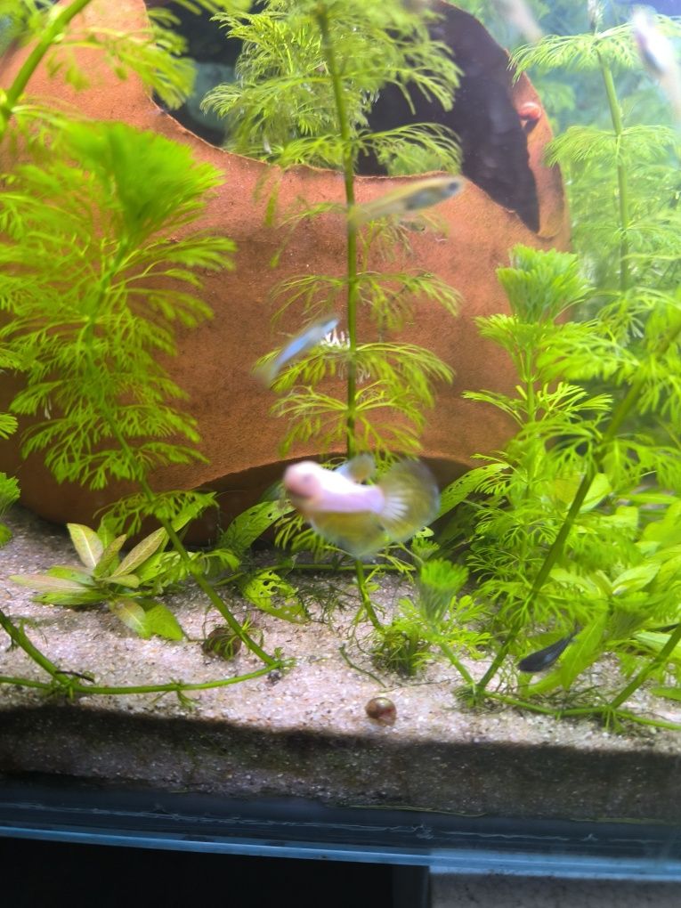 Bettas juvenis criação propria