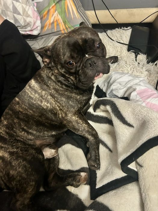 Buldog francuski piesek