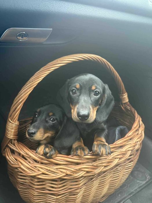 Jamnik krótkowłosy piesek