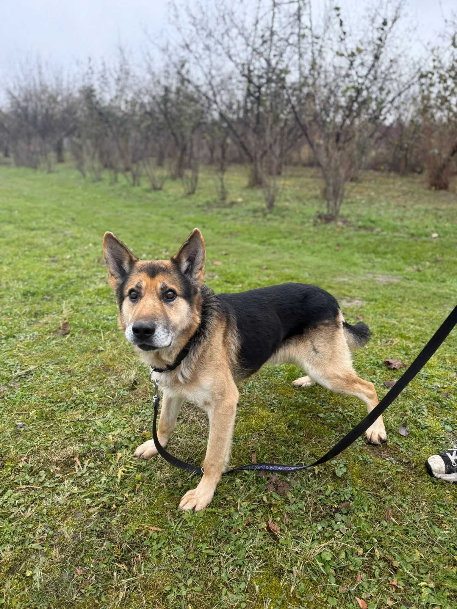 Kubuś - prawdziwy przyjaciel człowieka. Wspaniały pies do adopcji!