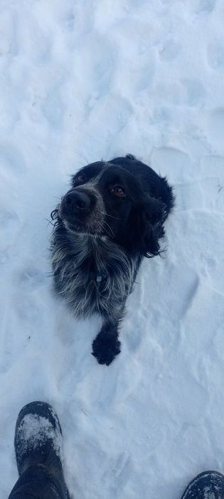 Вязка русский спаниель.