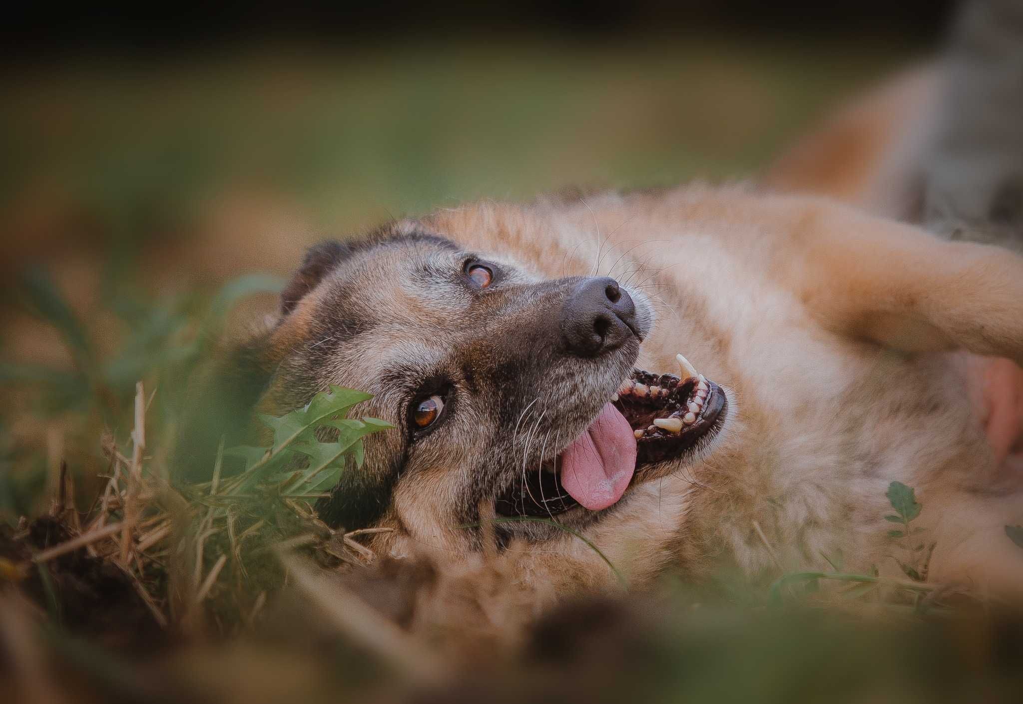 Przytulaśny Hagi do adopcji.