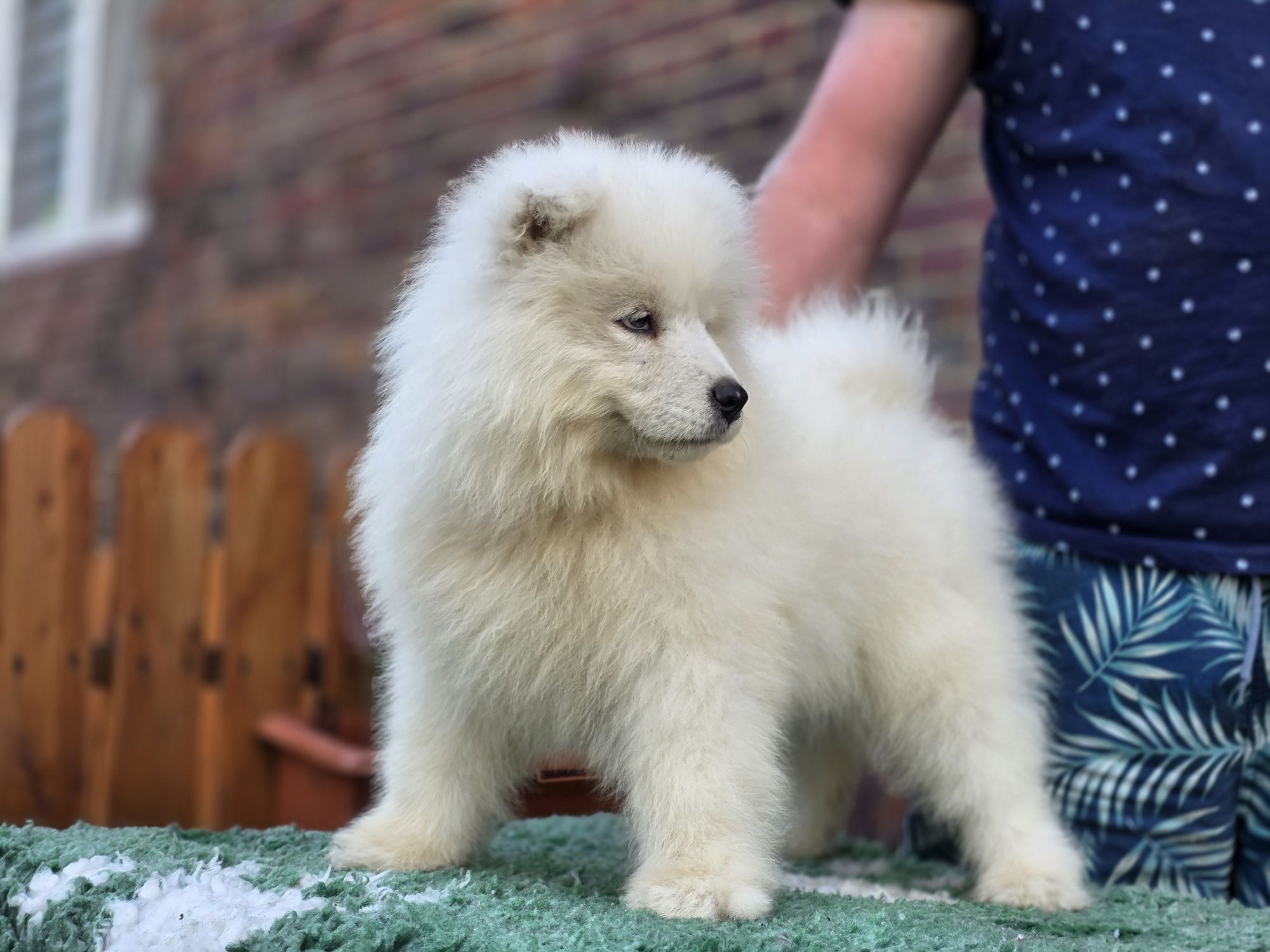 Samoyed suczka ZKwP gotowa do odbioru