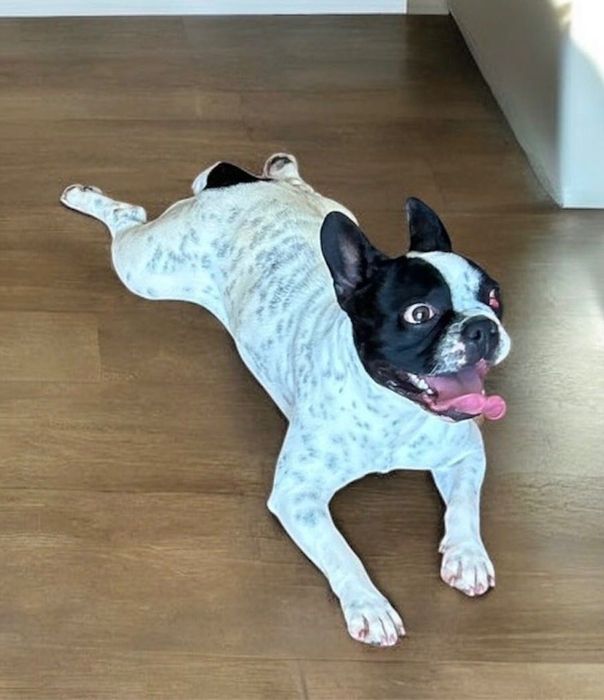 Adoção responsável