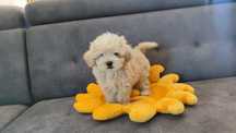 Maltipoo maltipoo