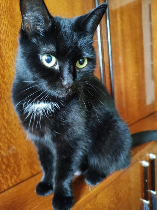 Бесплатно отдаётся в хорошие руки кошечка