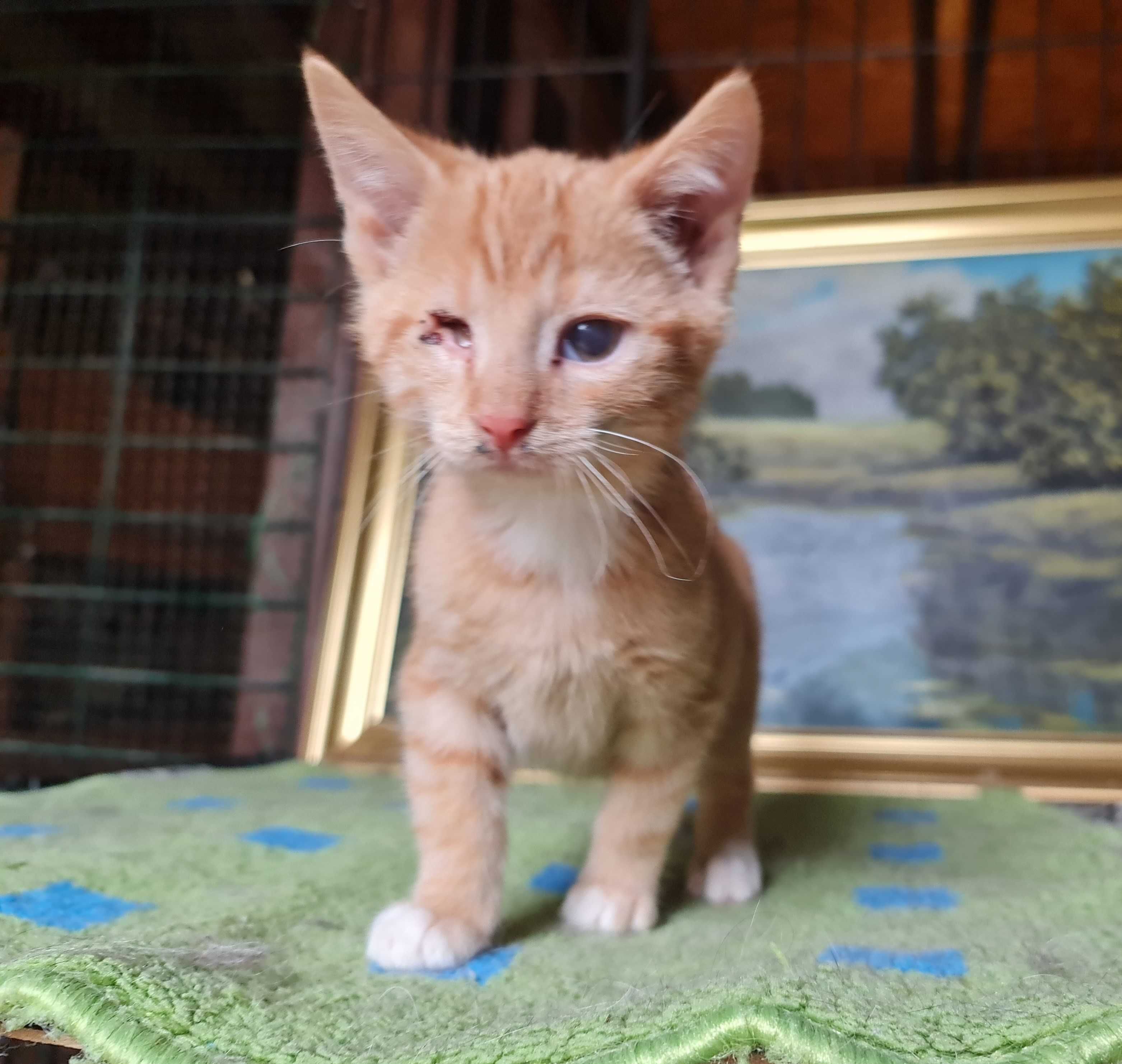 Pchełka i Karmelek - dwumiesięczne kociaki do adopcji.