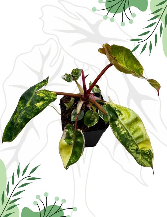 Philodendron Billietiae Variegata Ø-10cm H-20cm
