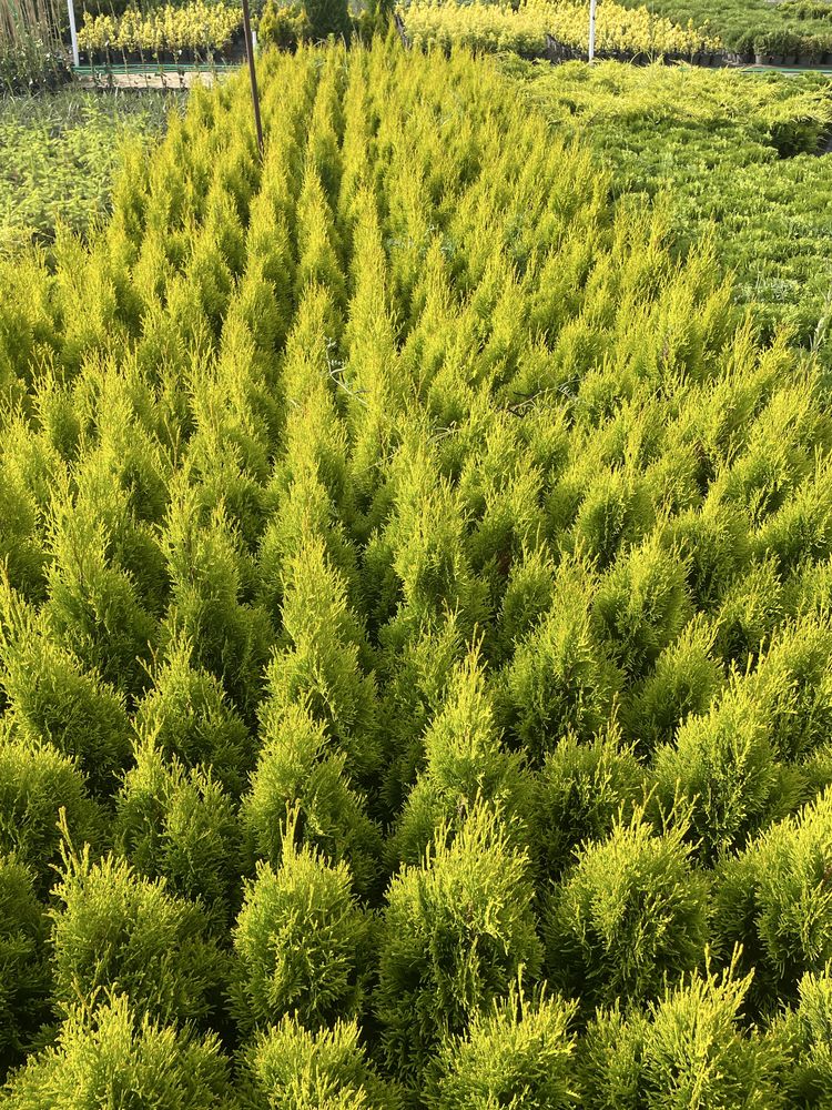Thuja Smaragd Gold 50-60cm Doniczka 3 l