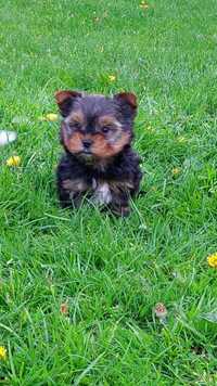 Piesek Yorkshire terrier