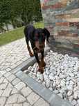 Cachorro Dobermann de 2 meses procura lar com espaço e carinho