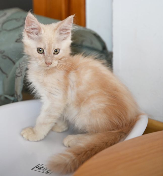 Maine coon kotka ruda dymna FPL