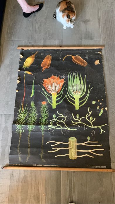 Poster gigante escolar vintage